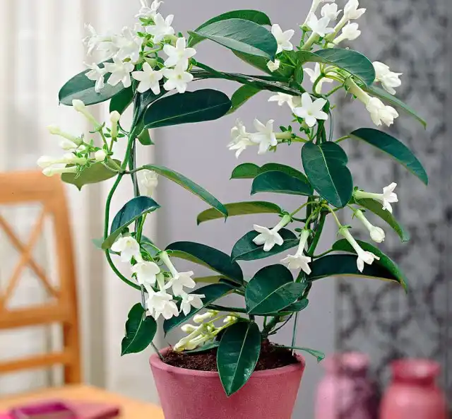 Стефанотис обильноцветущий (Stephanotis floribunda)