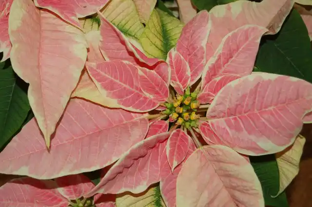 Обрезка понадобится только тем пуансеттиями, которые выращивают самостоятельно из черенков и формируют «с нуля»