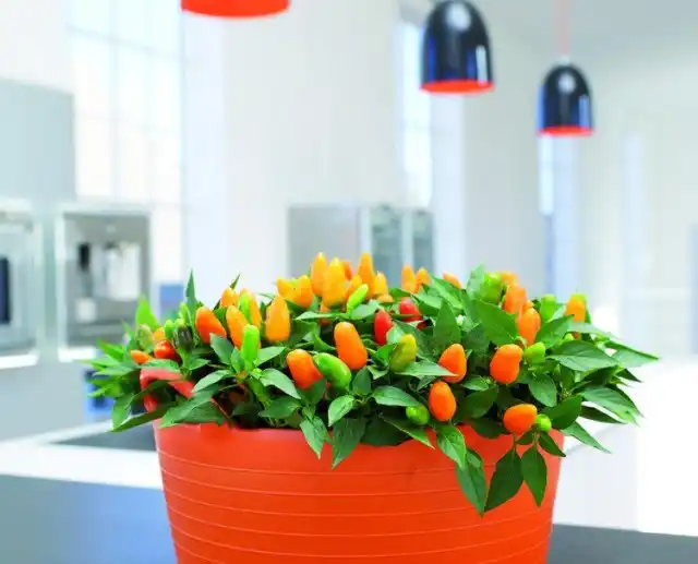 Сорта острого перца, предназначенные для закрытого грунта, не требуют перекрестного опыления