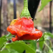 Комнатный острый перец сорта «Звончик»