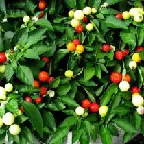 Перец острый, сорт «Бабье лето»