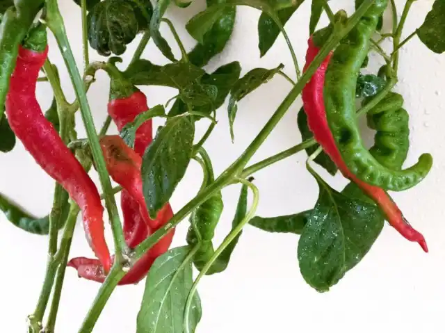 Горький перец «Слоновий хобот»