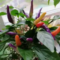 Перец острый декоративный «Маленькое чудо»