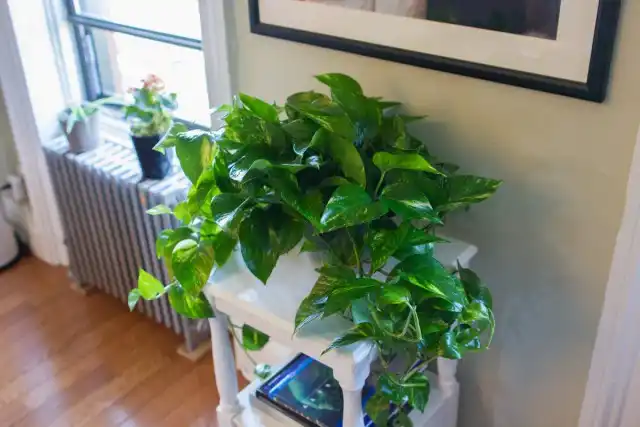 На время отопительного сезона комнатные растения нужно перенести подальше от батареи