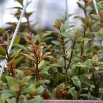 Колумнея ведрарская (Columnea х vedrariensis)