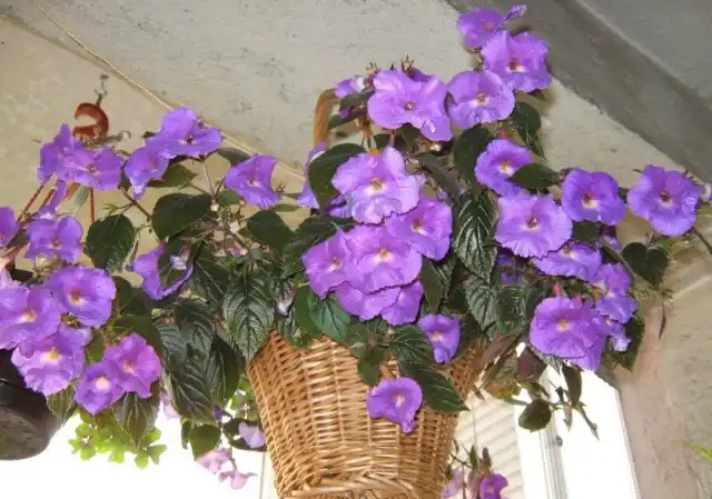 Размещая ахименесы, стоит учитывать, что свою красоту они полностью раскрывают только при размещении чуть приподнято или на одном уровне с глазами