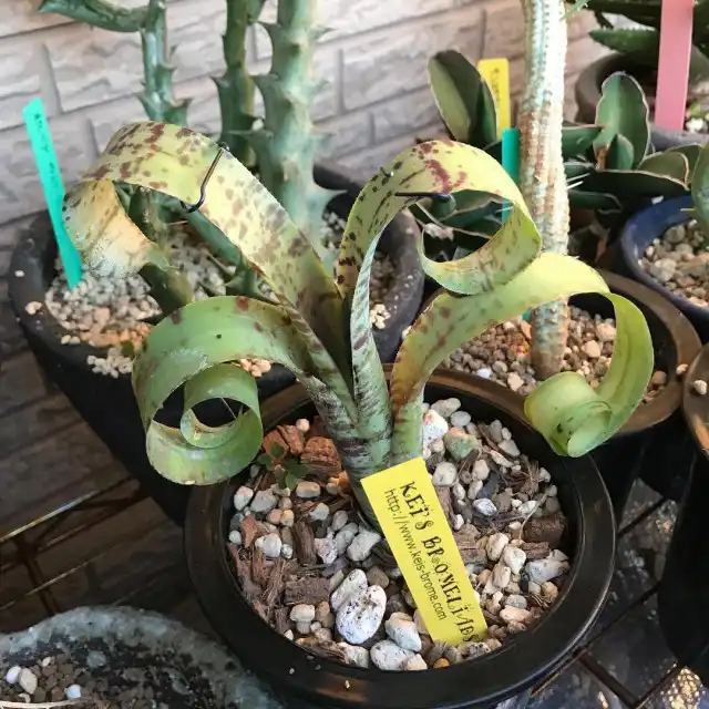 Квеснелия мраморная (Quesnelia marmorata)