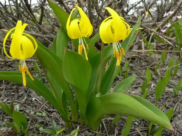 Кандык крупноцветный (Erythronium grandiflorum)