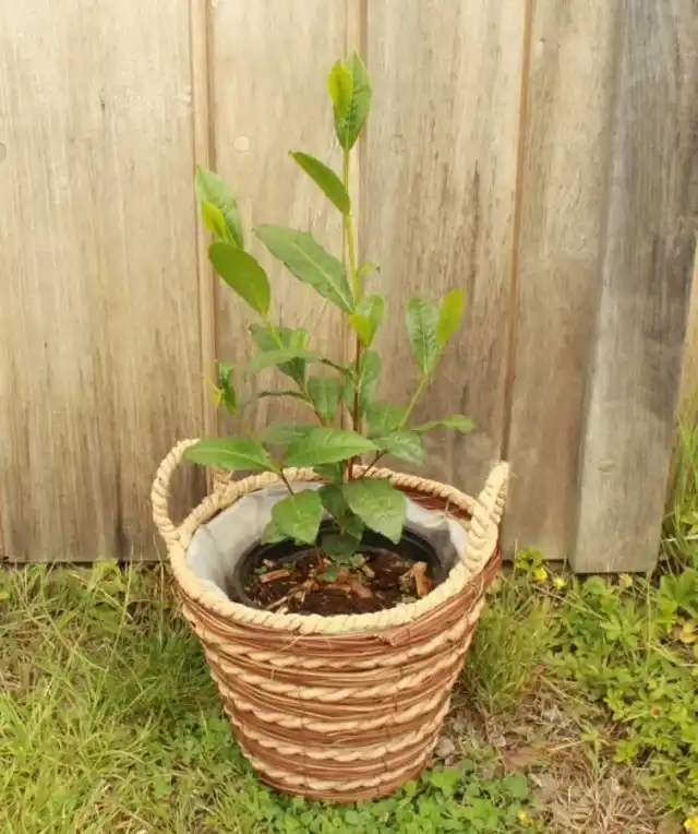 На летнее время комнатный чай желательно вынести на свежий воздух