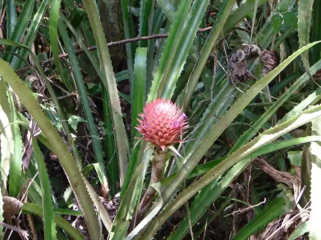 В течение зимы псевдананасы предпочитают легкую прохладу