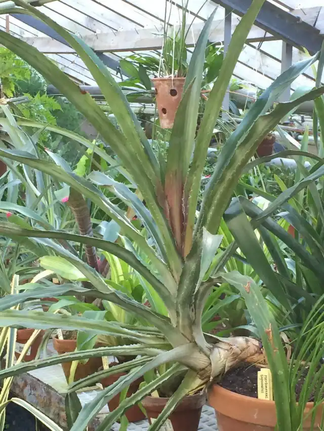 Весной и летом псевдананас поливают так обильно, чтобы субстрат всегда оставался влажным