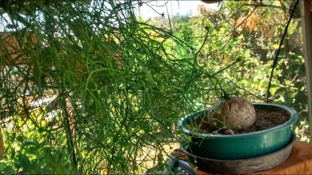 Бовиэя к прямым солнечным лучам более чем устойчива