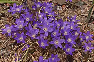 Бродиэя малая (Brodiaea minor)