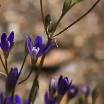 Бродиэя звездчатая (Brodiaea stellaris)