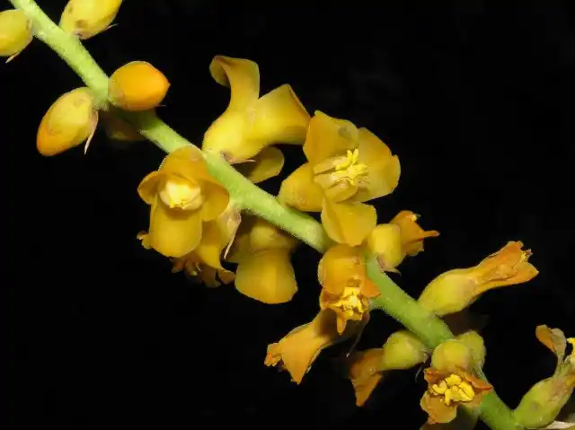 Цветение диккии