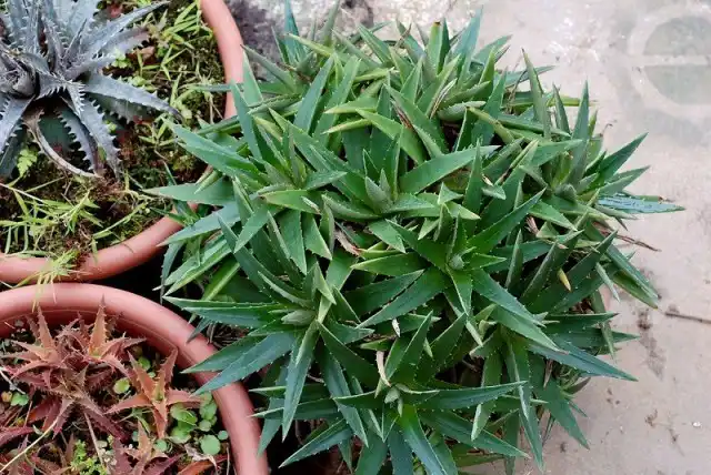 Диккия - очень простое в уходе бромелиевое