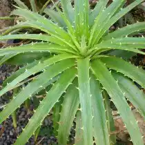 Диккия Нидерлейна (Dyckia niederleinii)