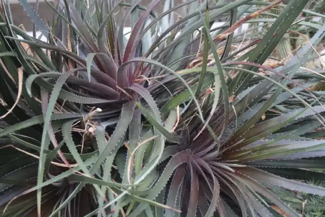Диккия веласканская (Dyckia velascana)