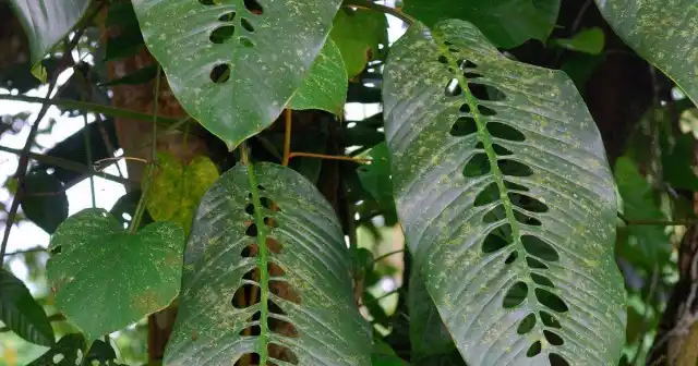 Рафидофора в естественных условиях произрастания