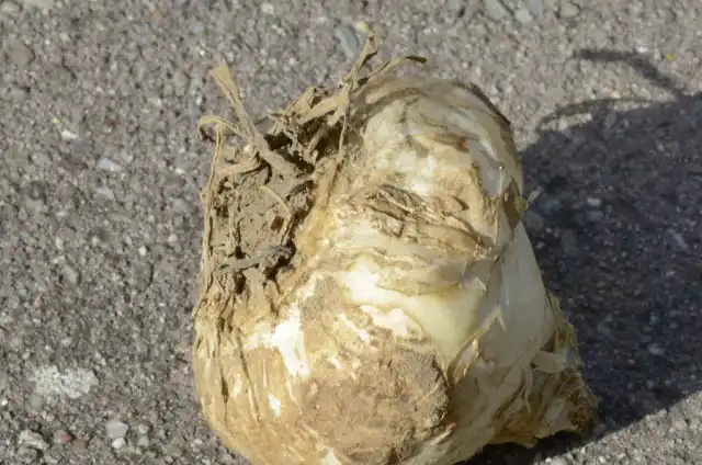 Луковица гальтонии