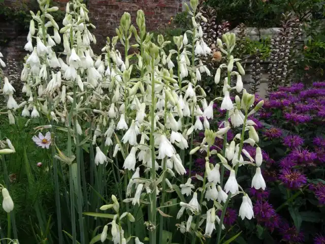 В период цветения и активного роста листьев гальтония предпочитает сдержанно-теплую среду