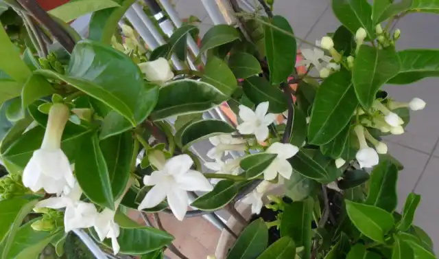 Стефанотис (Stephanotis)