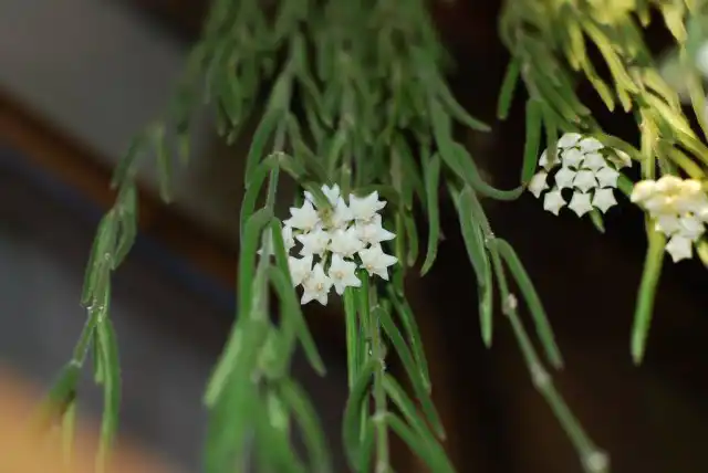 Хойя (Hoya)