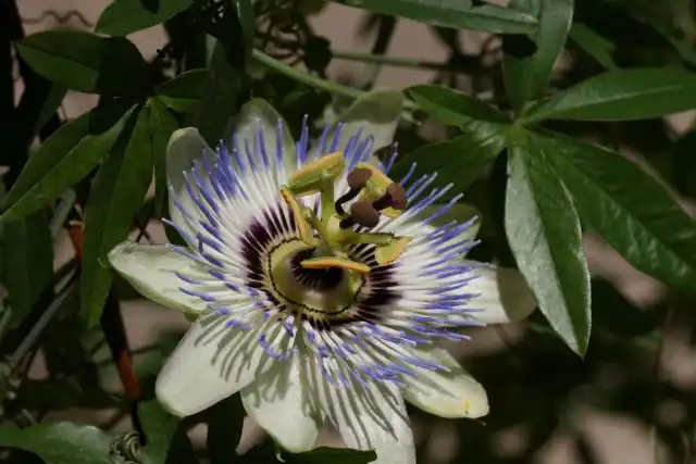 Пассифлора (Passiflora)