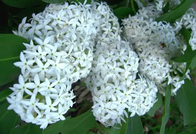 Цветение акокантеры