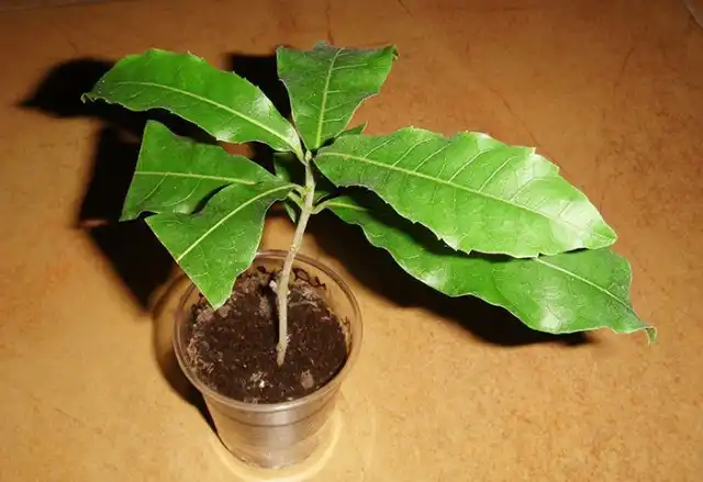 Проще всего размножить акокантеру черенками