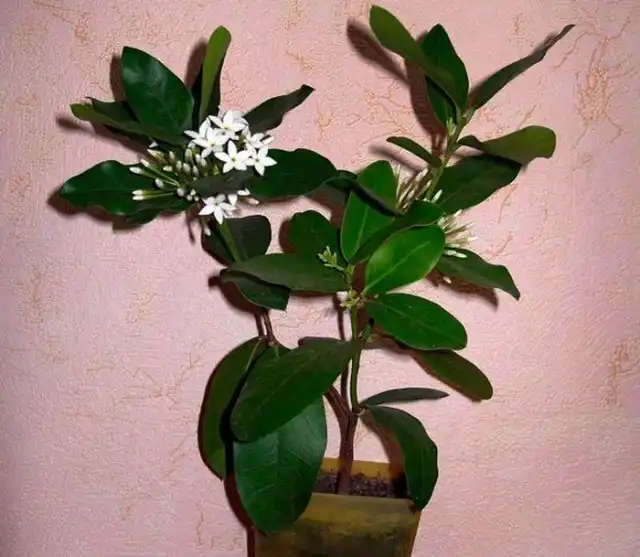 Выносливость акокантеры позволяет допускать промахи в поливе