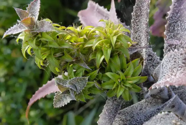 При выращивании в комнатных условиях ортофитумам угрожают только гнили