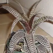 Ортофитум Гуркена (Orthophytum gurkenii)