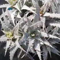 Ортофитум скальный (Orthophytum saxicola)