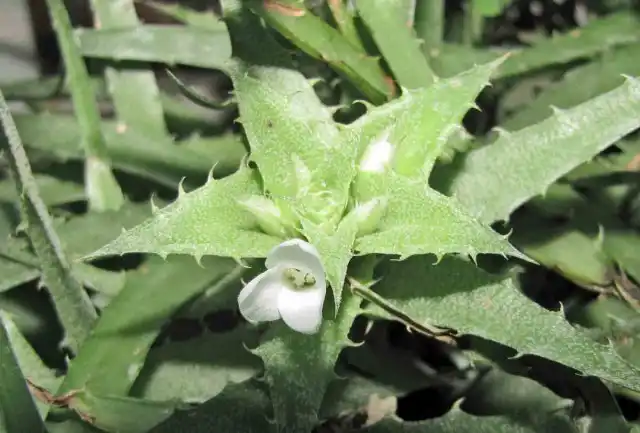 Ортофитумы любят стабильные условия содержания