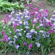 Бабиана прямая (Babiana stricta)