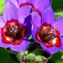 Бабиана красно-синяя (Babiana rubrocyanea)