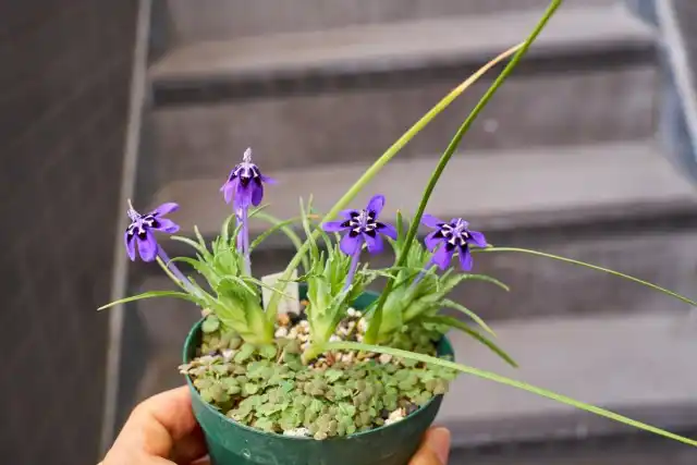 Лаперузия ореогена (Lapeirousia oreogena)