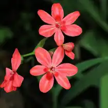 Лаперузия багряная (Lapeirousia cruenta)