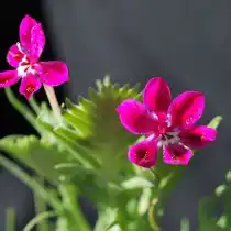 Лаперузия смолевковидная (Lapeirousia silenoides)