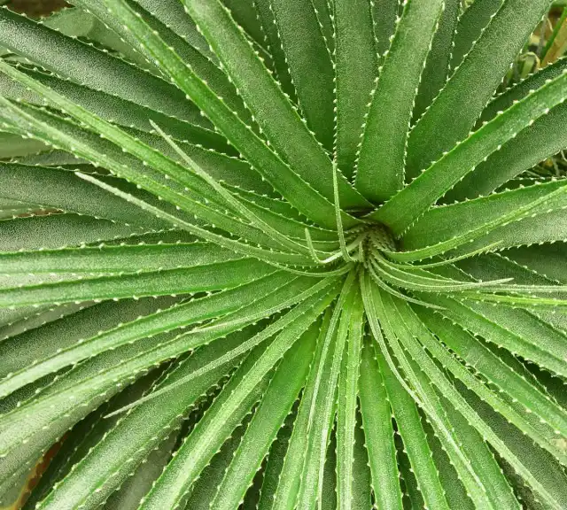 Розетка листьев гехтии - очень эффектное украшение этого растения