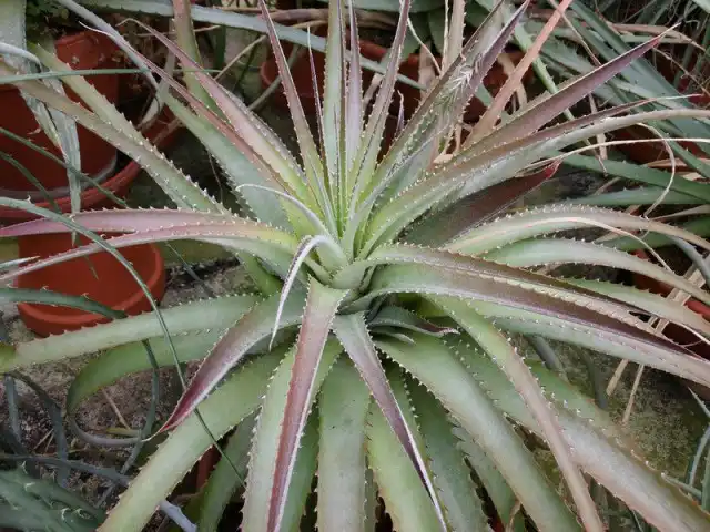 Гехтия гватемальская (Hechtia guatemalensis)