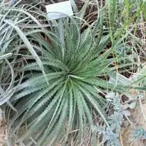 Гехтия техасская (Hechtia texensis)