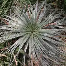 Гехтия серебристая (Hechtia argentea)