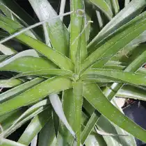 Гехтия тилландсиевидная (Hechtia tillandsioides)