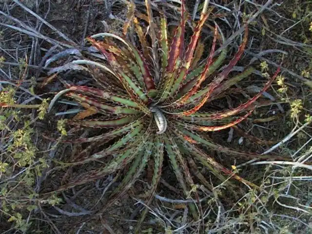 Гехтия гломерата (Hechtia glomerata)