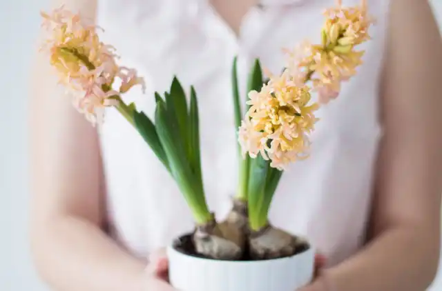 Луковичные лучше всего развиваются и цветут при средних или средне-высоких показателях влажности воздуха