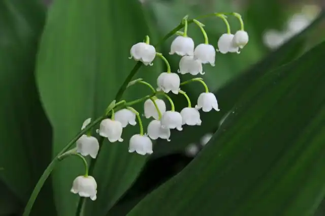 Ландыш майский (Convallaria majalis)