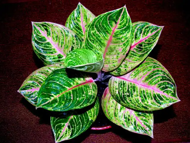 Аглаонема "Queen of Siam"