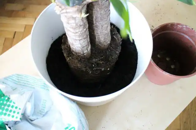 Для крупных кадочных культур желательно использовать покупные субстраты